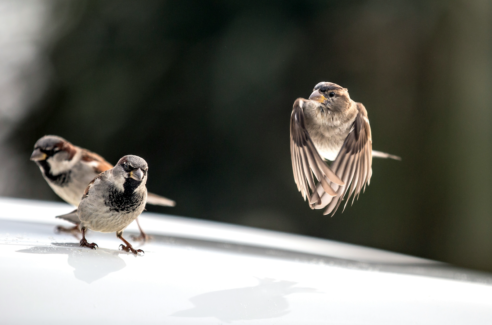 Can You ‘Fly Away’ From Negativity? Lessons on Growth, Mindset,